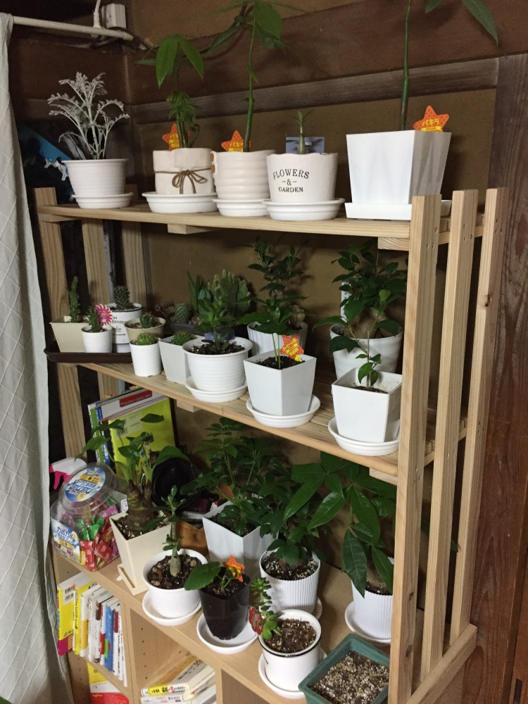 DIYで植物用の棚作り 家づくりブログ/新築で失敗せずに快適生活！